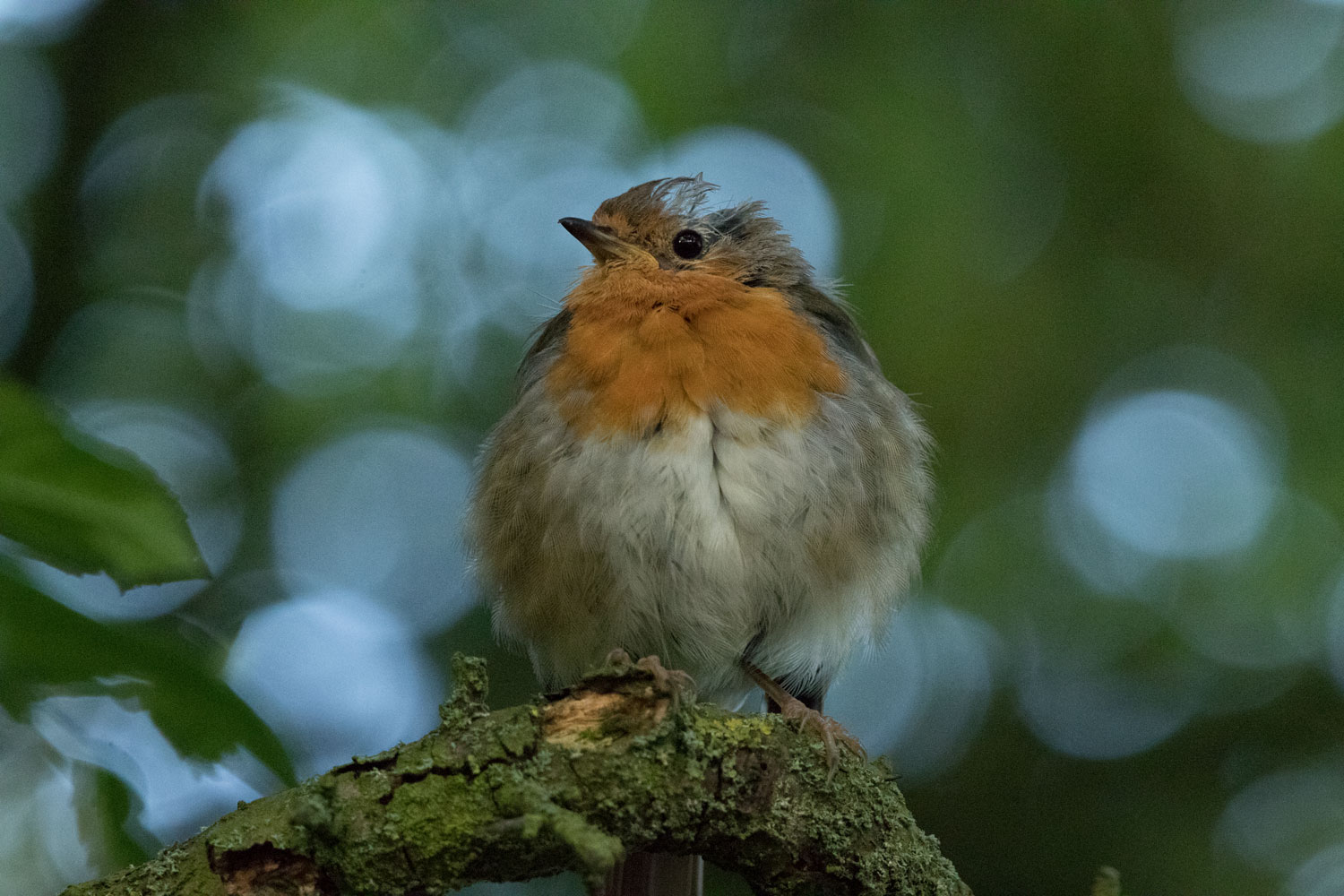 Robin, Askham Bog
