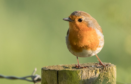 Robin, Bilton Lane