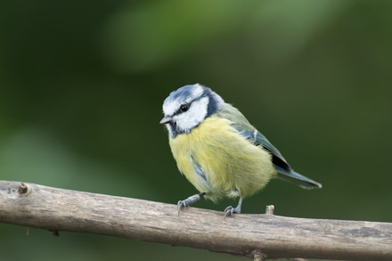 Blue tit, High Batts