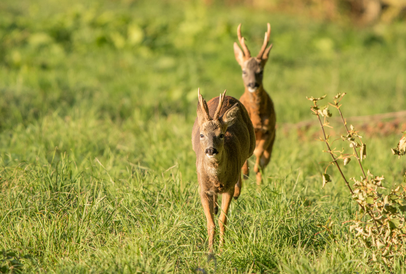 Roe bucks, Bilton