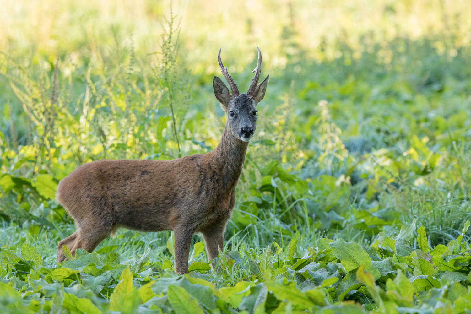 Roe buck, Bilton