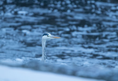 Heron, Birstwith