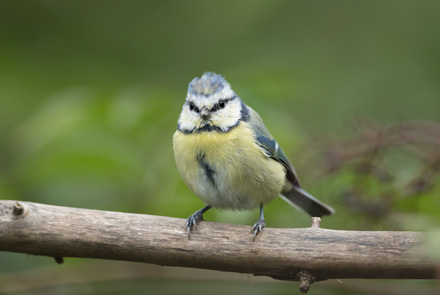 Blue tit, High Batts