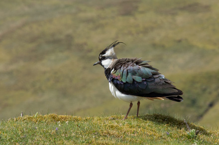 Lapwing, Buttertubs