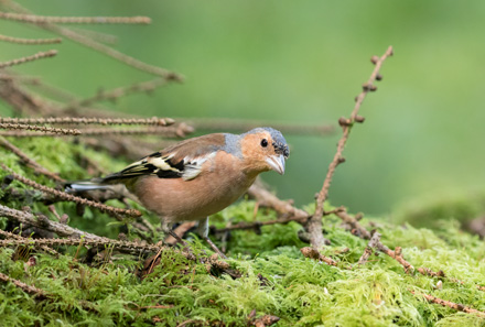 Chaffinch, Yorkshire Dales