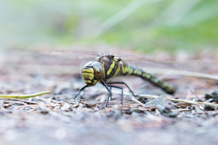 Female migrant hawker dragonfly