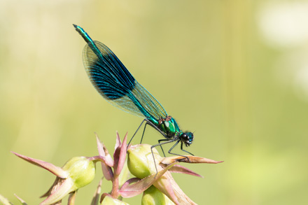 Banded demoiselle, High Batts