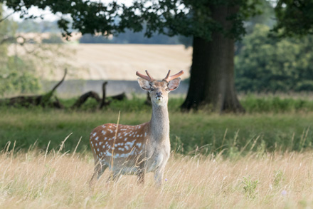 Young fallow buck, Studley