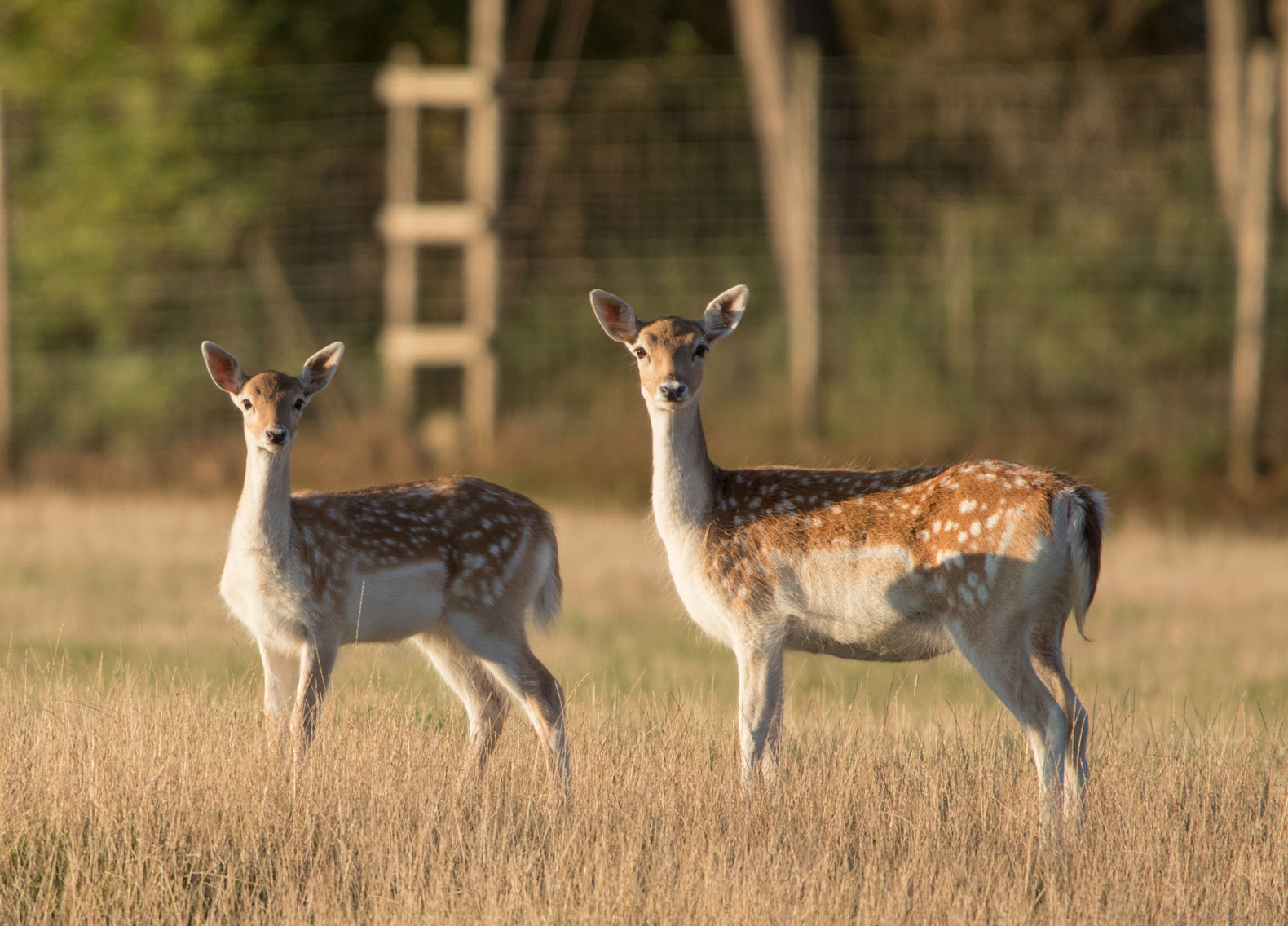 Fallow deer