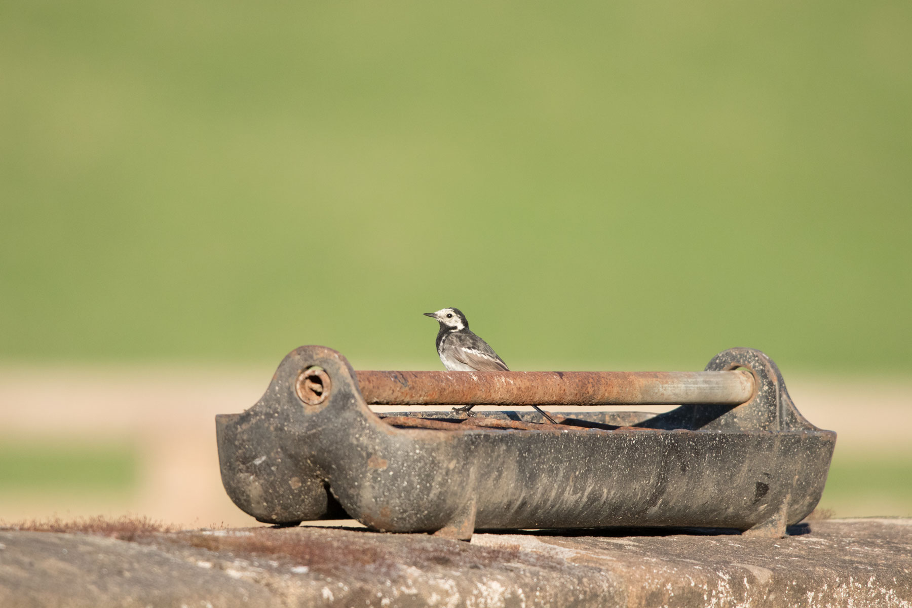 Pied wagtail, Goldsborough Mill Farm Pied wagtail, Goldsborough Mill Farm