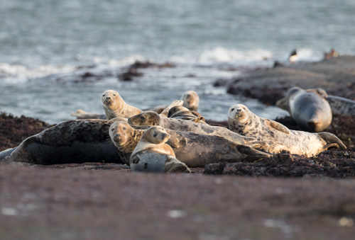 Grey seals, Ravenscar