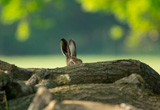 Hare, Studley Royal