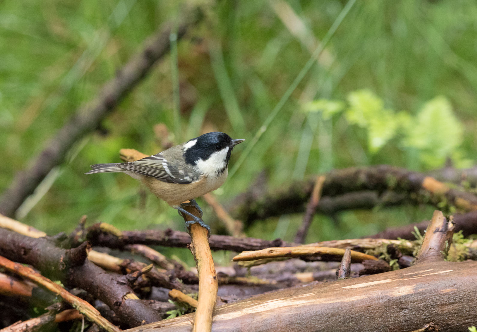 Coal tit, Yorkshire Dales