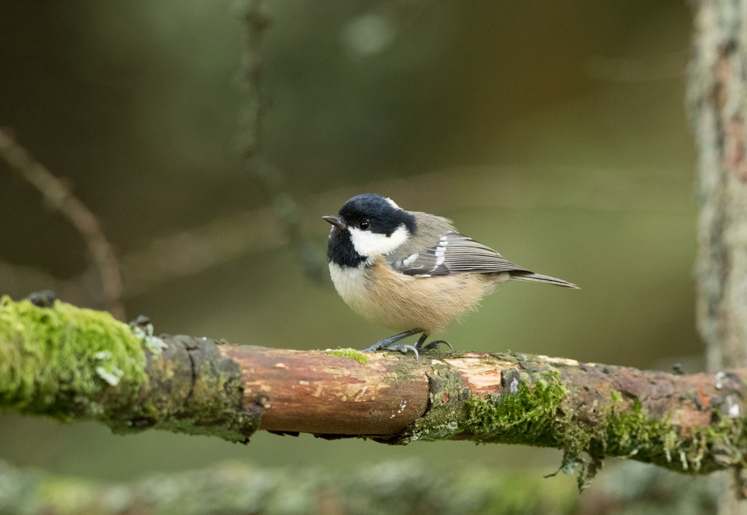 Coal tit, Hawes