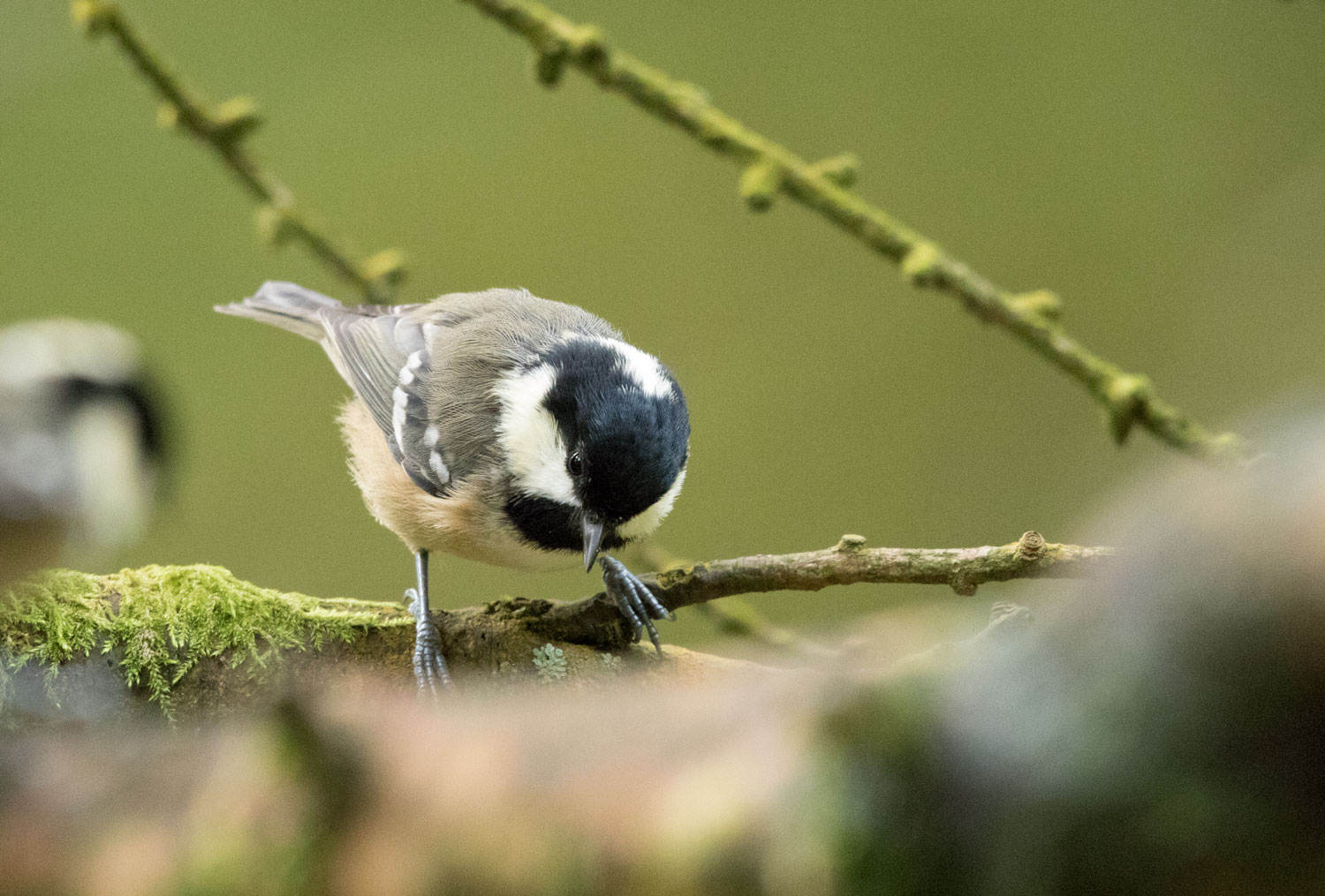 Coal tit, Yorkshire Dales