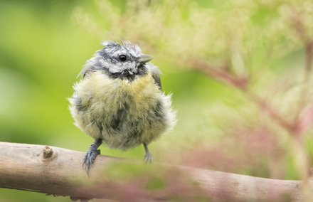Blue tit, High Batts