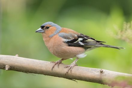 Chaffinch, High Batts