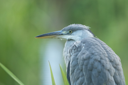 Heron, High Batts