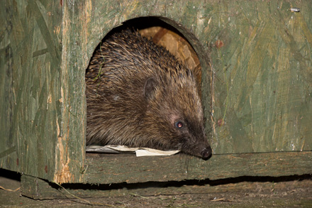 Hedgehog, York