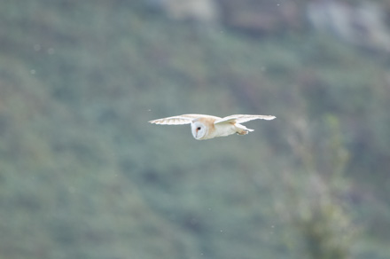 Barn owl, Kex Gill
