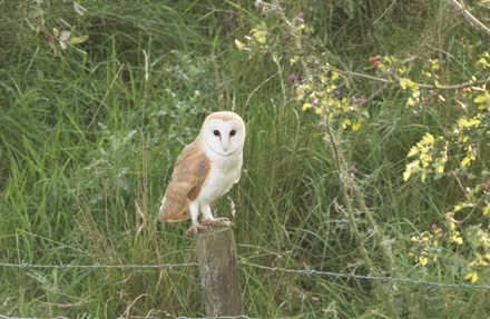 Barn owl, Kex Gill