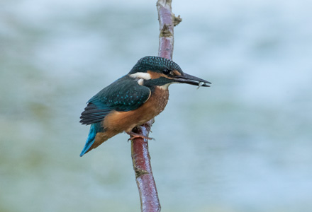 Kingfisher, river Ure