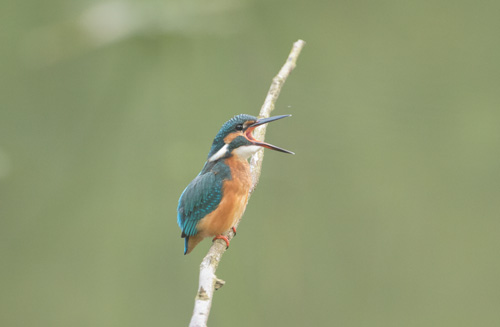 Kingfisher coughing up pellets