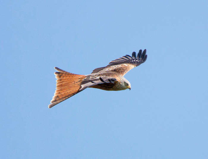 Red kite, Yorkshire Showground