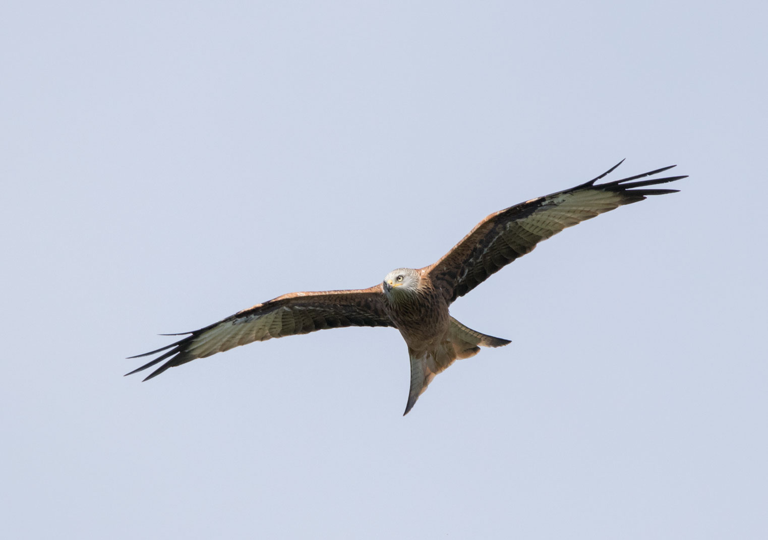 Red kite, Yorkshire Showground