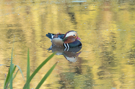 Mandarin duck, High Batts