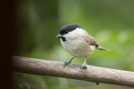 Marsh tit, High Batts