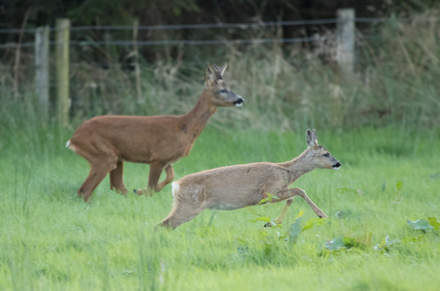 Roe deer, Menwith Hill