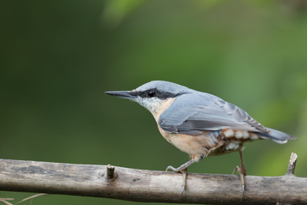 Nuthatch, High Batts