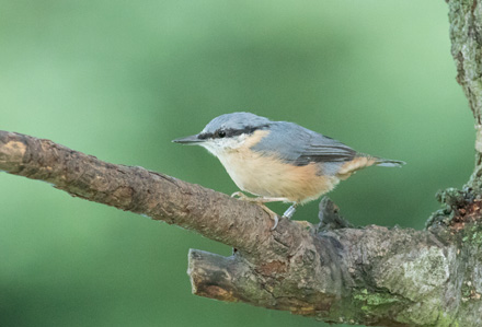 Nuthatch, High Batts