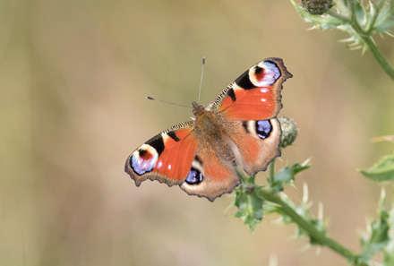 Peacock butterfly, Timble Ings