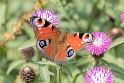 Peacock butterfly, Timble Woods