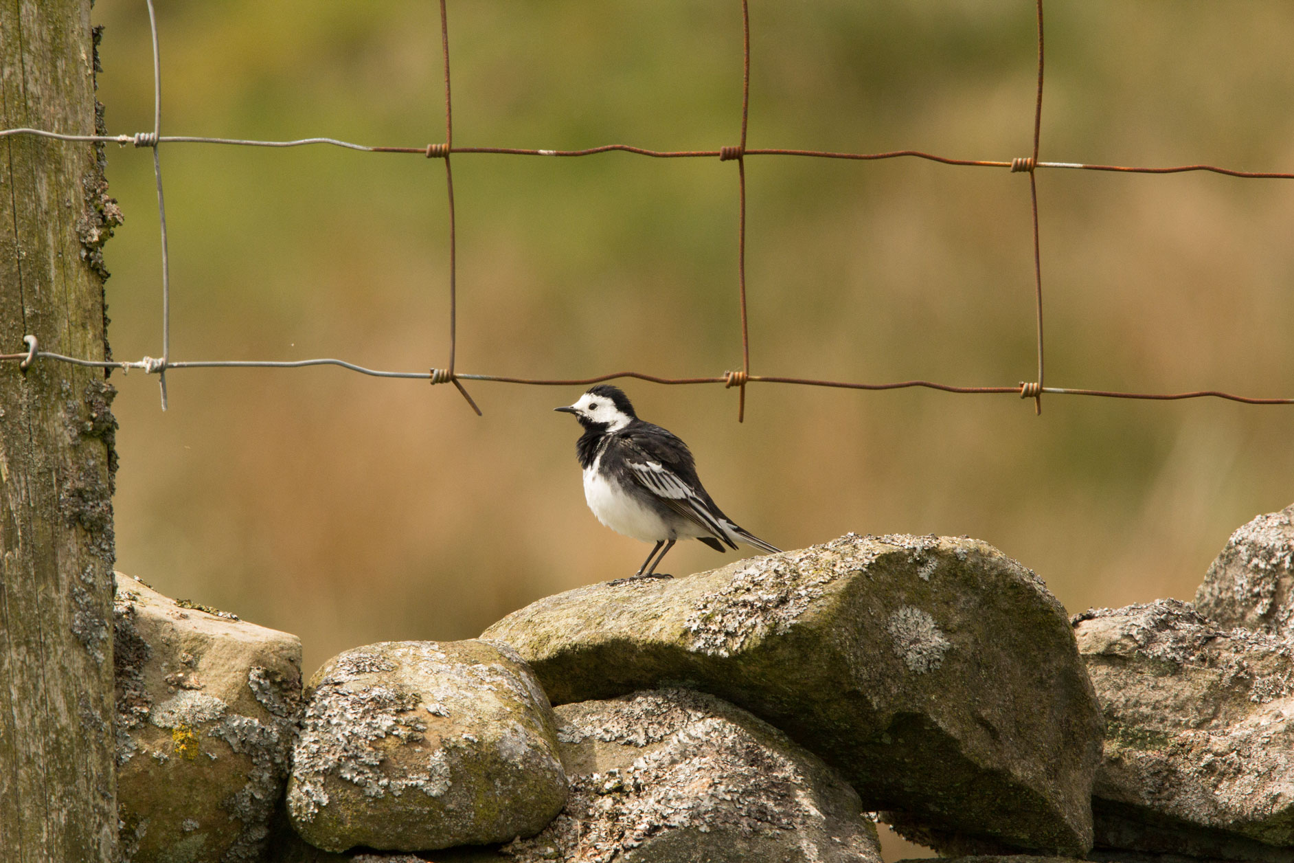 Pied wagtail, Yorkshire Dales Pied wagtail, Yorkshire Dales