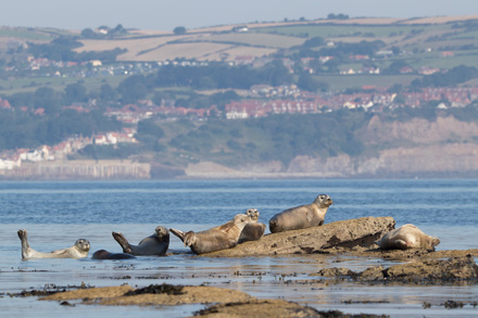 Grey seals, Ravenscar