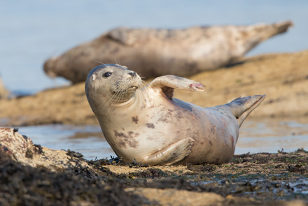 Grey seal, Ravenscar