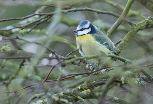 Blue tit, Ravenscar