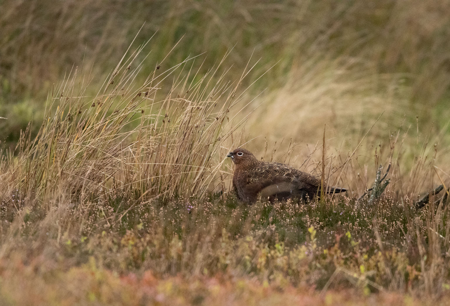 Red grouse, Masham Moor
