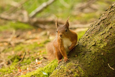 Red squirrel, Widdale