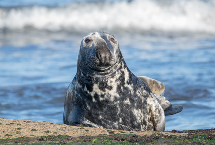 Bull seal, Ravenscar