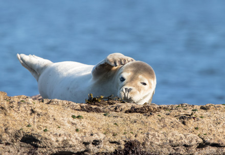 Young grey seal, Ravenscar