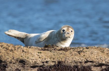Grey seal, Ravenscar