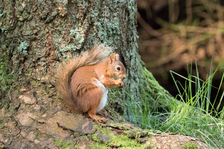 Red squirrel, Yorkshire Dales