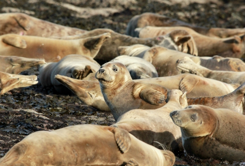 Grey seals at Ravenscar in November