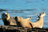Grey seals