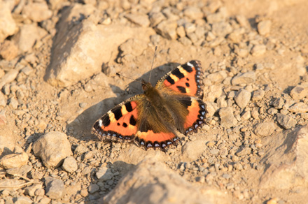 Small tortoiseshell, Ravenscar