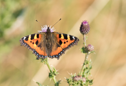 Small tortoiseshell, Ravenscar